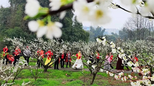 春三月 美酒城 醉一场花开漫天，江阳区丹林花朝节启幕(图15)