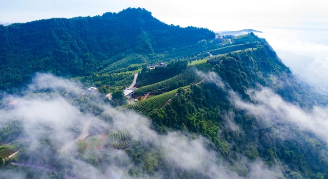 共品高山、有机纳溪特早茶，5 月11日-14日成都约