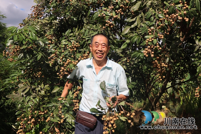 泸县云龙镇杨高村：金秋丰收在望，龙眼挂满枝头(图4)