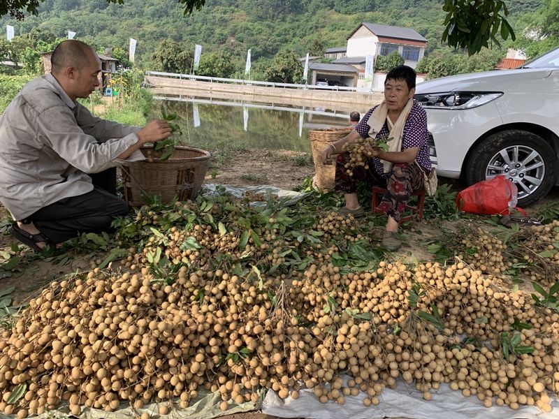 泸州龙马潭桐心村 耍水钓鱼划船还可桂圆采摘(图1)