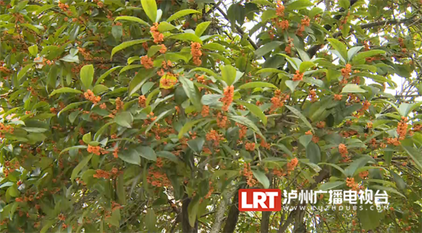 泸州十万株桂花进入盛开期 满城桂花香(图4)