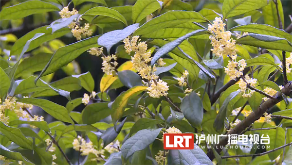 泸州十万株桂花进入盛开期 满城桂花香(图1)