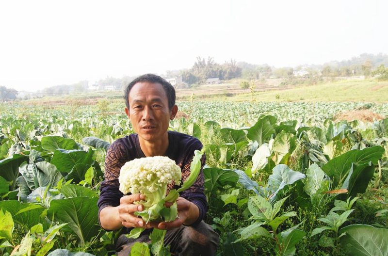 【展风采•做表率】江阳乡贤古正港：返乡当菜农 富民还增收(图1)