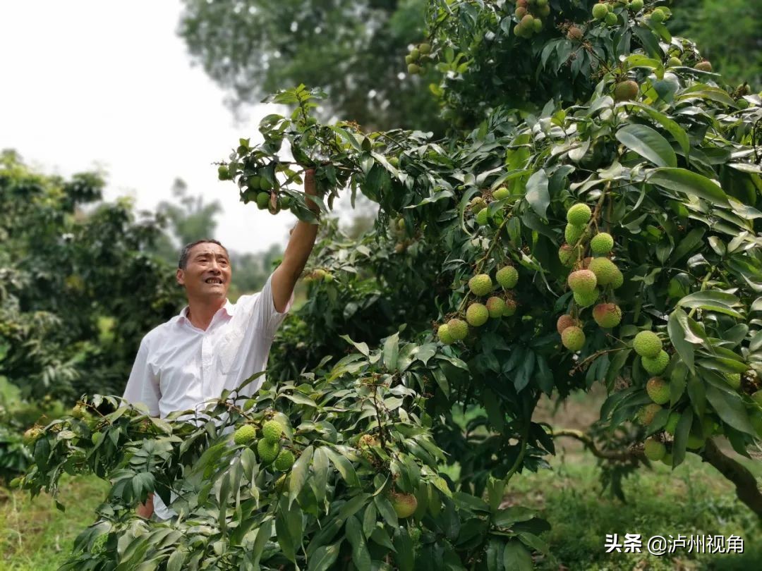 又是一年荔枝红｜合江龙潭荔枝与你不见不散