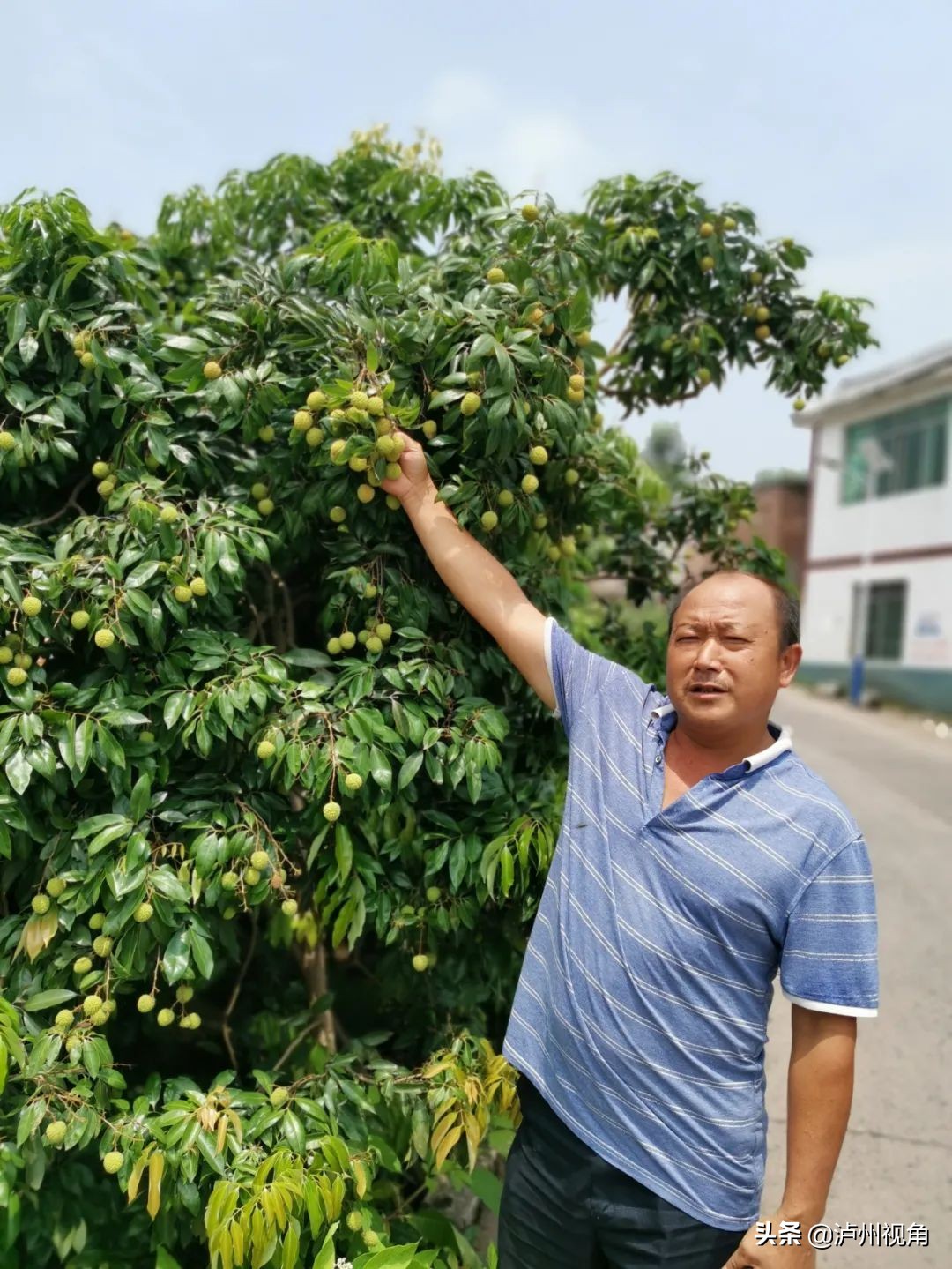 又是一年荔枝红｜合江龙潭荔枝与你不见不散