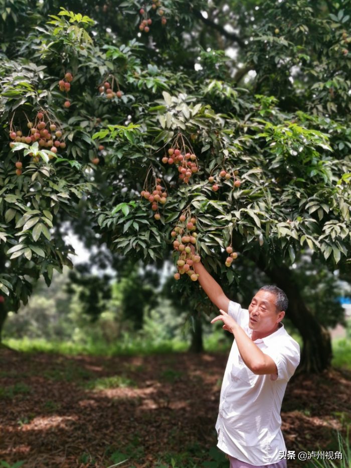 又是一年荔枝红｜合江龙潭荔枝与你不见不散